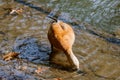 Ruddy shelduck on the lake shore on a sunny day