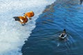 Ruddy shelduck and mallard duck drake on the ice of the lake. Royalty Free Stock Photo