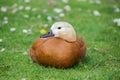 Ruddy Shelduck Royalty Free Stock Photo