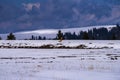 A ruddy shelduck pacing around on snow-covered mountain with pine trees and dark clouds.