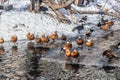 Ruddy shelduck, piebald and ducks swim in thawed areas on a lake