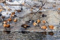 Ruddy shelduck, piebald and ducks swim in thawed areas