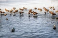 Ruddy shelduck, piebald and ducks swim in thawed areas on a lake