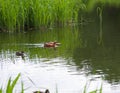 Ruddy shelduck on the pond. Royalty Free Stock Photo