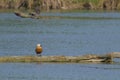 A Ruddy Shelduck standing in a river Royalty Free Stock Photo