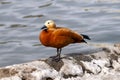 The ruddy shelduck standing on the on the stone snowy parapet near the water