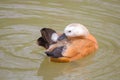 Ruddy shelduck swimming on lake