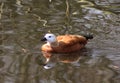 Ruddy shelduck swimming Royalty Free Stock Photo