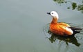 Ruddy shelduck swimming on lake Royalty Free Stock Photo