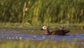 Ruddy Shelduck Swimming Royalty Free Stock Photo