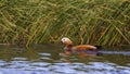 Ruddy Shelduck Swimming Royalty Free Stock Photo