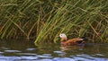 Ruddy Shelduck Swimming Royalty Free Stock Photo