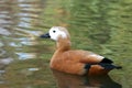 Ruddy Shelduck - Tadorna Ferruginea Royalty Free Stock Photo