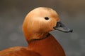 Ruddy Shelduck, Tadorna ferruginea Royalty Free Stock Photo