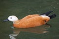 Ruddy shelduck Tadorna ferruginea Royalty Free Stock Photo