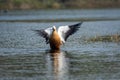 Ruddy shelduck or tadorna ferruginea bird closeup with wings open in blue water and beautiful background at keoladeo national park Royalty Free Stock Photo