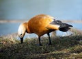 Female Ruddy shelduck, tadorna ferruginea, casarca ferruginea Royalty Free Stock Photo