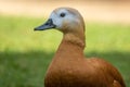 The ruddy shelduck Tadorna ferruginea, known in India as the Brahminy duck, close up Royalty Free Stock Photo