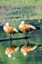 Ruddy Shelduck (Tadorna ferruginea), known in India as the Brahminy duck, is a member of the family Anatidae Royalty Free Stock Photo