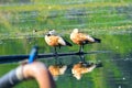 Ruddy Shelduck & x28;Tadorna ferruginea& x29;, known in India as the Brahminy duck, is a member of the family Anatidae Royalty Free Stock Photo