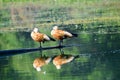 Ruddy Shelduck (Tadorna ferruginea), known in India as the Brahminy duck, is a member of the family Anatidae Royalty Free Stock Photo