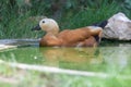 The ruddy shelduck Tadorna ferruginea, known in India as the Brahminy duck, is a member of the family Anatidae swimming in a