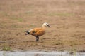 Ruddy shelduck Tadorna ferruginea, known in India as the Brahminy duck, observed on the banks of Chambal river near Bharatpur Royalty Free Stock Photo