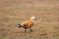 Ruddy shelduck Tadorna ferruginea, known in India as the Brahminy duck, observed on the banks of Chambal river near Bharatpur Royalty Free Stock Photo