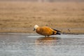 Ruddy shelduck Tadorna ferruginea, known in India as the Brahminy duck, observed on the banks of Chambal river near Bharatpur Royalty Free Stock Photo