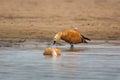 Ruddy shelduck Tadorna ferruginea, known in India as the Brahminy duck, observed on the banks of Chambal river near Bharatpur Royalty Free Stock Photo