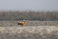 Ruddy shelduck or Tadorna ferruginea observed in Gajoldaba in Weset Bengal,India Royalty Free Stock Photo