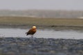 Ruddy shelduck or Tadorna ferruginea observed in Gajoldaba in Weset Bengal,India Royalty Free Stock Photo