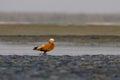 Ruddy shelduck or Tadorna ferruginea observed in Gajoldaba in Weset Bengal,India Royalty Free Stock Photo