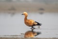 Ruddy shelduck or Tadorna ferruginea observed in Gajoldaba in Weset Bengal,India Royalty Free Stock Photo