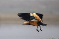 Ruddy shelduck or Tadorna ferruginea observed in Gajoldaba in Weset Bengal,India Royalty Free Stock Photo