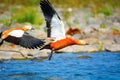 Ruddy shelduck, Tadorna ferruginea known in India as the Brahminy duck Royalty Free Stock Photo