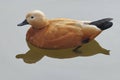 Bird. Duck. Ruddy Shelduck - Tadorna ferruginea
