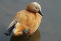 Bird. Duck. Ruddy Shelduck - Tadorna ferruginea