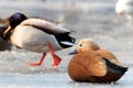 Ruddy shelduck ,Tadorna ferruginea and Mallard Duck Royalty Free Stock Photo