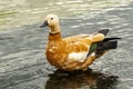 The ruddy shelduck Tadorna ferruginea is a member of the family Anatidae. It`s a waterfowl. Beautiful young ruddy shelduck stand Royalty Free Stock Photo