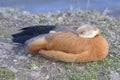 Ruddy shelduck Tadorna ferruginea  sleeping Royalty Free Stock Photo