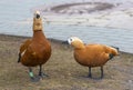 Ruddy shelduck - Tadorna ferruginea Royalty Free Stock Photo