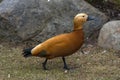 Ruddy shelduck - Tadorna ferruginea Royalty Free Stock Photo