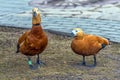 Ruddy shelduck - Tadorna ferruginea Royalty Free Stock Photo