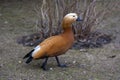 Ruddy shelduck - Tadorna ferruginea Royalty Free Stock Photo