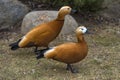 Ruddy shelduck - Tadorna ferruginea Royalty Free Stock Photo