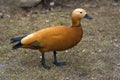 Ruddy shelduck - Tadorna ferruginea Royalty Free Stock Photo