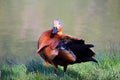 Ruddy Shelduck (Tadorna ferruginea). Royalty Free Stock Photo