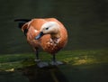 Ruddy shelduck Tadorna ferruginea standing in the water