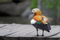 Ruddy Shelduck (Tadorna ferruginea). Royalty Free Stock Photo